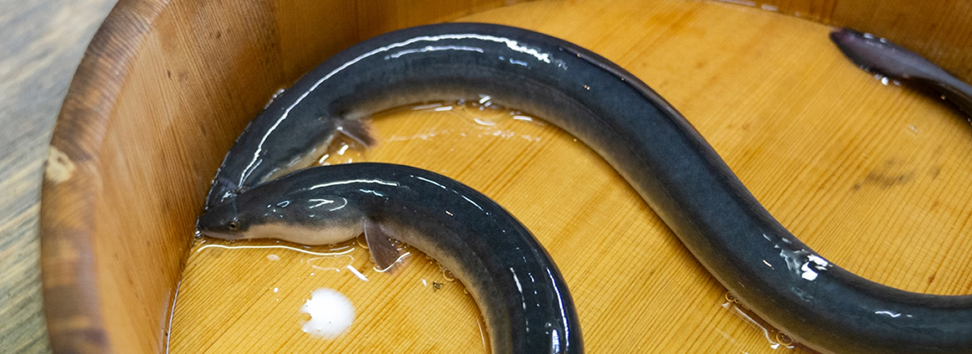 おいしい鰻はきれいな「水」で育つ